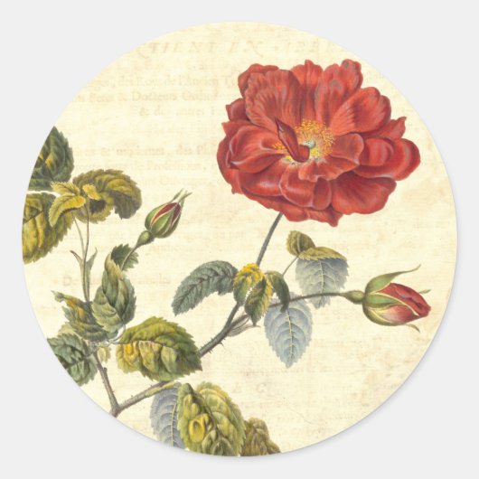 Mooi  Rood Rose Antiek Botanisch Ronde Sticker (Voorkant)