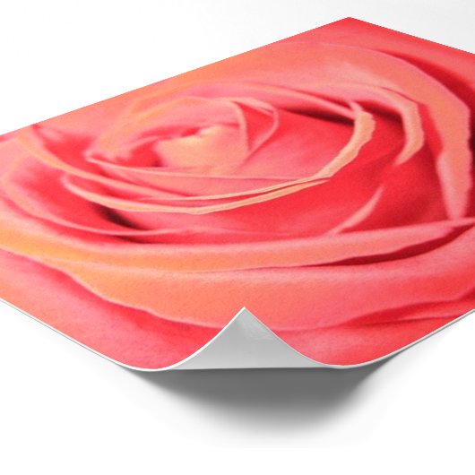 Mooi Roos Canvas Poster (Hoek)