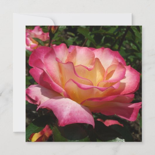 Mooi Roos Kaart (Voorkant)