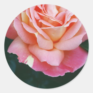 Mooi Roos Ronde Sticker