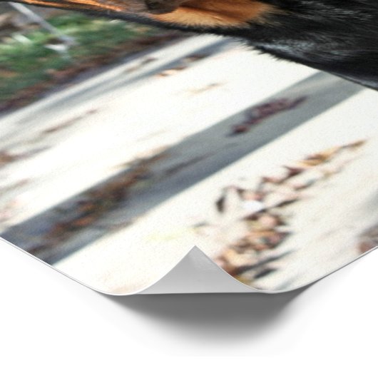 Mooi Rottweiler Heidi-Poster Poster (Hoek)