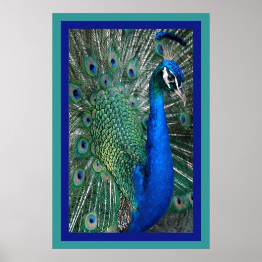 Mooi Royal Peacock Photo Poster (Voorkant)