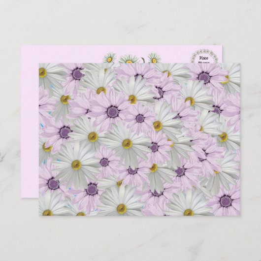 Mooi Roze en Wit Daisy Bloemen Briefkaart (Voorkant / Achterkant)