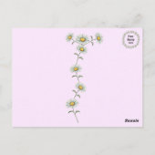 Mooi Roze en Wit Daisy Bloemen Briefkaart (Achterkant)