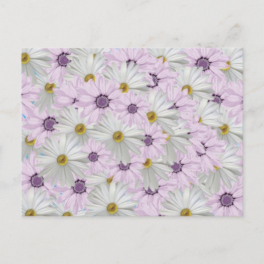 Mooi Roze en Wit Daisy Bloemen Briefkaart (Voorkant)