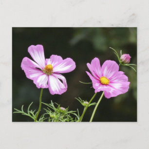 Mooi Roze met Witte Cosmea DIY Briefkaart