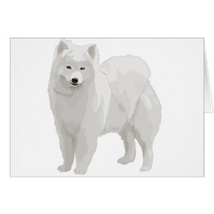 Mooi Samoyed