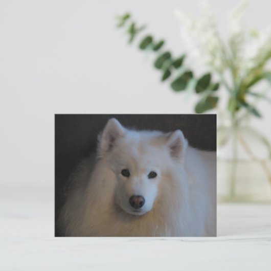 Mooi Samoyed Briefkaart (Staand voorkant)