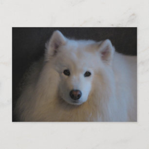 Mooi Samoyed Briefkaart