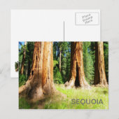 Mooi Sequoia Briefkaart! Briefkaart (Voorkant / Achterkant)