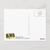 Mooi Sequoia Briefkaart! Briefkaart (Achterkant)