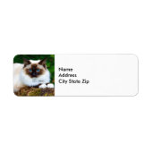 Mooi Siamese kat-fotolabel Etiket (Voorkant)