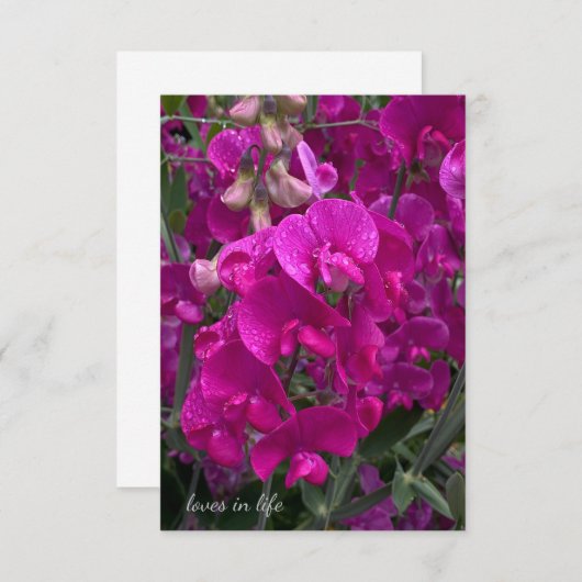 Mooi strand zoete erwt notitiekaartje (Voorkant / Achterkant)