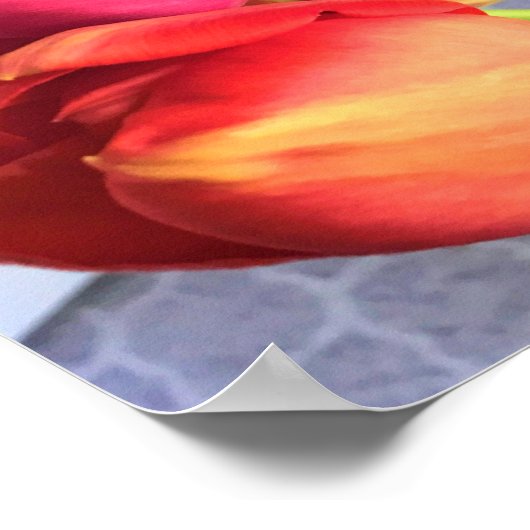 Mooi Tulip Bouquet Poster (Hoek)