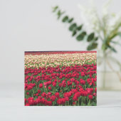 Mooi Tulp Field, Oregon Briefkaart (Staand voorkant)