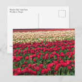 Mooi Tulp Field, Oregon Briefkaart (Voorkant / Achterkant)