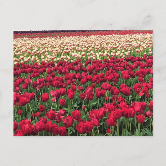 Mooi Tulp Field, Oregon Briefkaart (Voorkant)