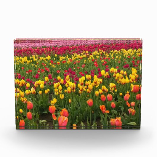 Mooi Tulp Field, Oregon Fotoblokken (Voorkant)