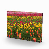 Mooi Tulp Field, Oregon Fotoblokken (Rechts)