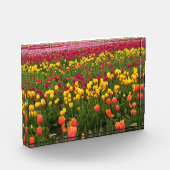 Mooi Tulp Field, Oregon Fotoblokken (Links)