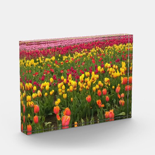 Mooi Tulp Field, Oregon Fotoblokken (Links)
