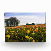 Mooi Tulp Field, Oregon Fotoblokken (Voorkant)