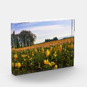 Mooi Tulp Field, Oregon Fotoblokken (Links)