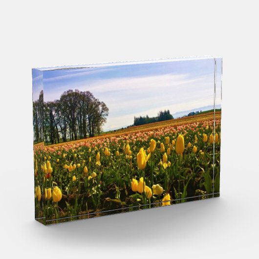 Mooi Tulp Field, Oregon Fotoblokken (Links)