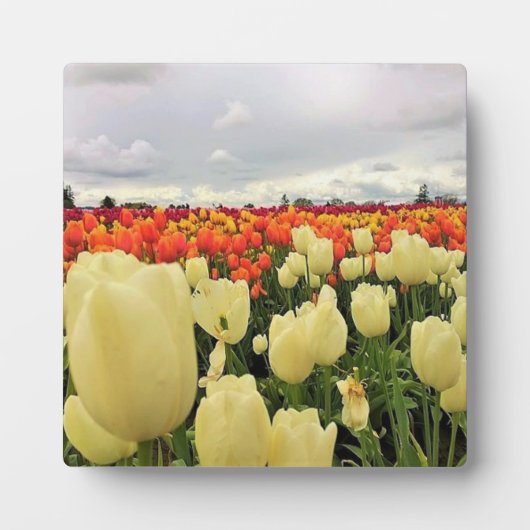 Mooi Tulp Field, Oregon Fotoplaat (Voorkant)
