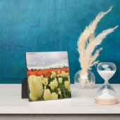 Mooi Tulp Field, Oregon Fotoplaat (Insitu)