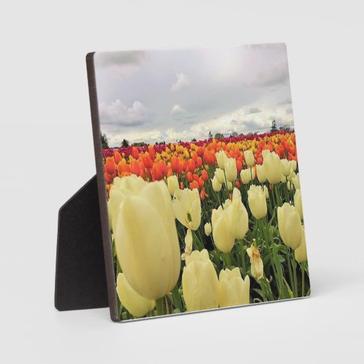 Mooi Tulp Field, Oregon Fotoplaat (Voorkant)