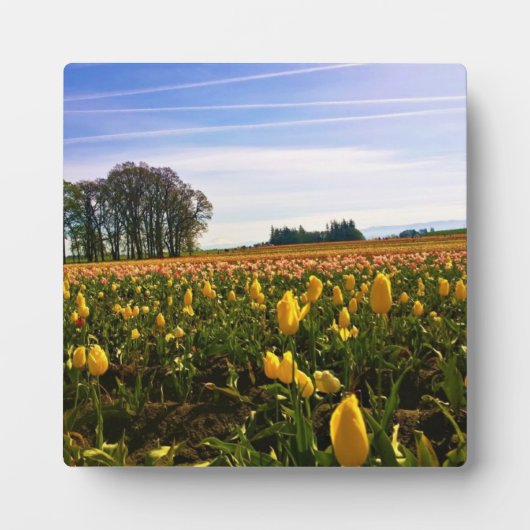 Mooi Tulp Field, Oregon Fotoplaat (Voorkant)
