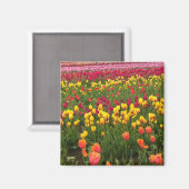 Mooi Tulp Field, Oregon Magneet (Voorkant / Achterkant)
