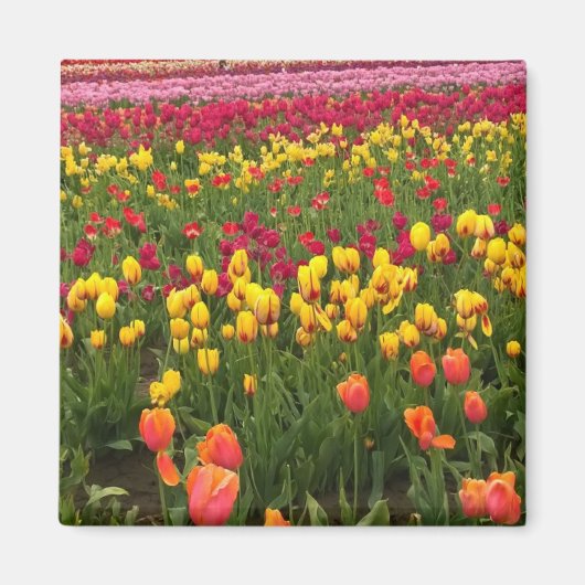 Mooi Tulp Field, Oregon Magneet (Voorkant)