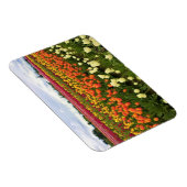 Mooi Tulp Field, Oregon Magneet (Rechterzijde)