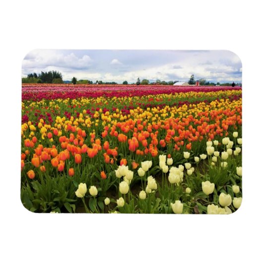 Mooi Tulp Field, Oregon Magneet (Horizontaal)