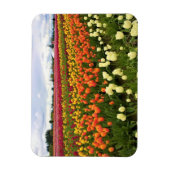 Mooi Tulp Field, Oregon Magneet (Verticaal)