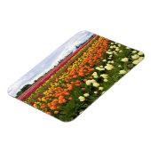 Mooi Tulp Field, Oregon Magneet (Linkerzijde)