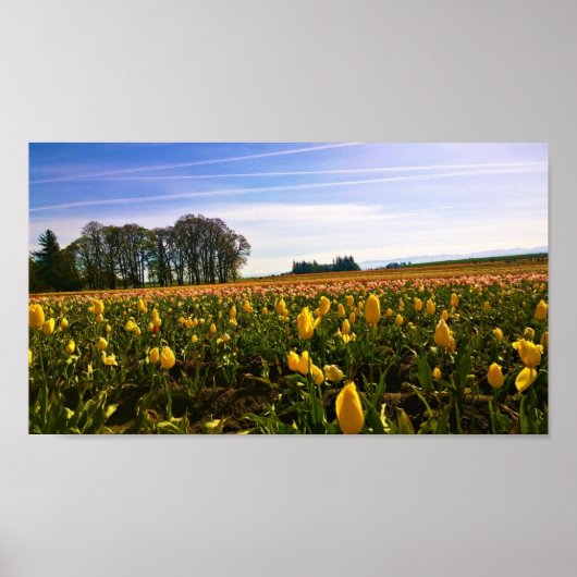 Mooi Tulp Field, Oregon Poster (Voorkant)