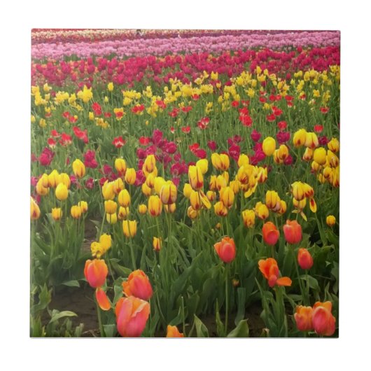Mooi Tulp Field, Oregon Tegeltje (Voorkant)