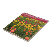 Mooi Tulp Field, Oregon Tegeltje (Zijkant)