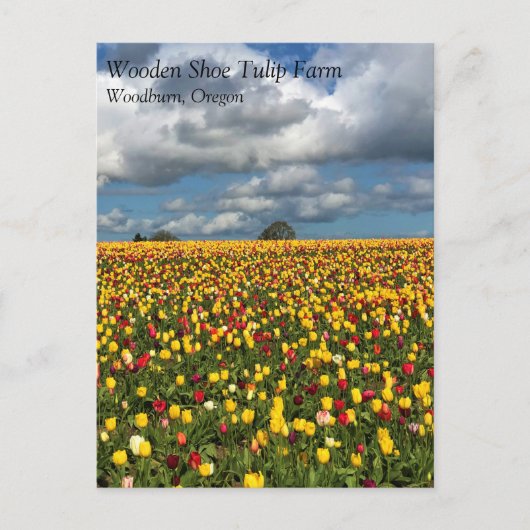 Mooi Tulp-veld, oregon-Briefkaart Briefkaart (Voorkant)