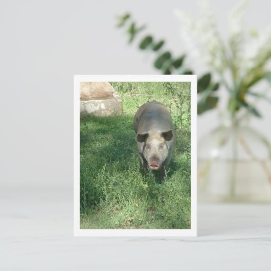 mooi varken briefkaart (Staand voorkant)