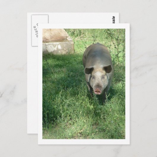 mooi varken briefkaart (Voorkant / Achterkant)