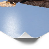 Mooi verlicht kale adelaar foto afdruk (Hoek)