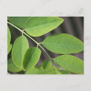 Mooi verse groene zomerasembladeren. briefkaart