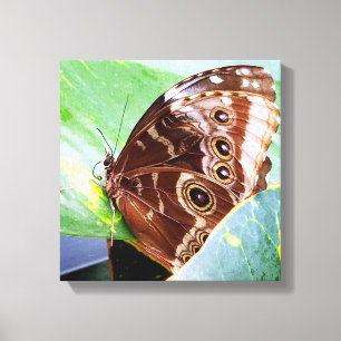 mooi vlindermot bruin lichtbruin insect natuur canvas afdruk