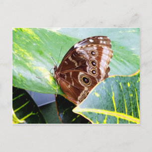 mooi vlindermotje bruin beige afbeelding insect briefkaart