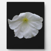 Mooi White Petunia Plaque Fotoplaat (Voorkant)