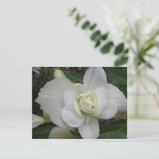 Mooi wit anjer Briefkaart (Staand voorkant)